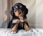 Small #3 Cavalier King Charles Spaniel-Miniature Australian Shepherd Mix