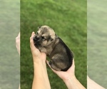 Small Photo #8 German Shepherd Dog Puppy For Sale in APLINGTON, IA, USA