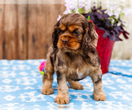 Small Photo #9 Cocker Spaniel Puppy For Sale in WAKARUSA, IN, USA