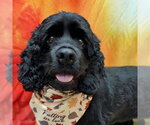 Small Photo #3 Cocker Spaniel Puppy For Sale in Arlington, VA, USA