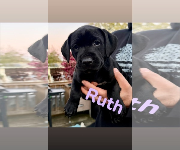 Medium Photo #1 Mutt Puppy For Sale in Shillington, PA, USA