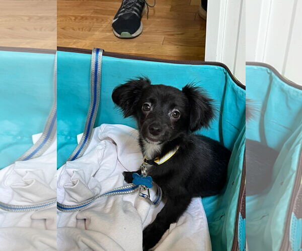Medium Photo #3 Chihuahua-Unknown Mix Puppy For Sale in Plainfield, IL, USA