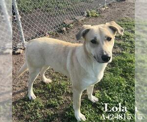 Labrador Retriever-Unknown Mix Dogs for adoption in Conroe, TX, USA