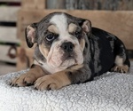 Small #4 English Bulldog