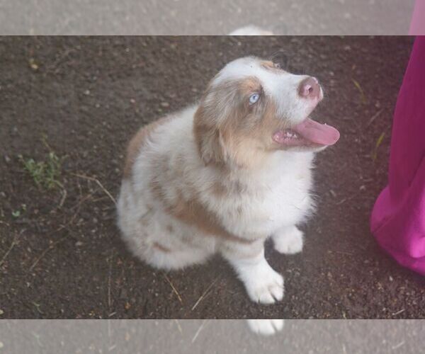 Medium Photo #2 Miniature Australian Shepherd Puppy For Sale in BROCKTON, MA, USA