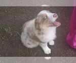 Small #1 Miniature Australian Shepherd