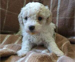 Goldendoodle (Miniature) Puppy for sale in HANNIBAL, MO, USA