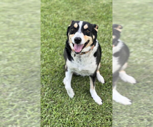 Medium Photo #3 Mutt Puppy For Sale in Abbeville, LA, USA