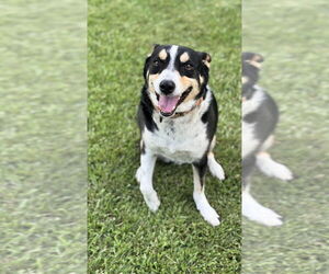 Clyve - Male Mutt Dog for Adoption - Photo #3