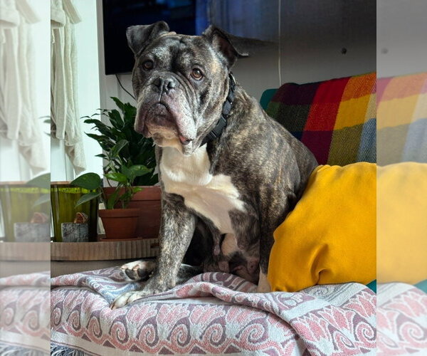 Medium Photo #1 Bulldog Puppy For Sale in Brights Grove, Ontario, Canada