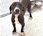 Small #1 Labrador Retriever