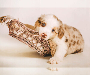 Miniature Australian Shepherd Puppy for sale in HICKORY, NC, USA