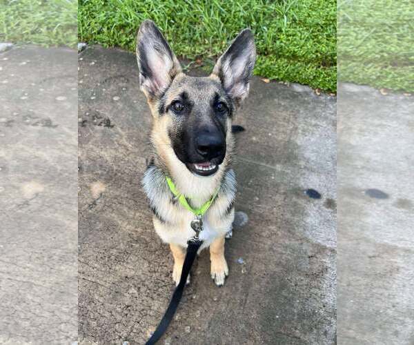 Medium Photo #4 German Shepherd Dog Puppy For Sale in Plantation, FL, USA