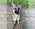 Small #3 German Shepherd Dog