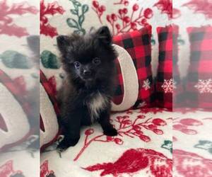 Pomeranian Puppy for sale in MELROSE PARK, IL, USA