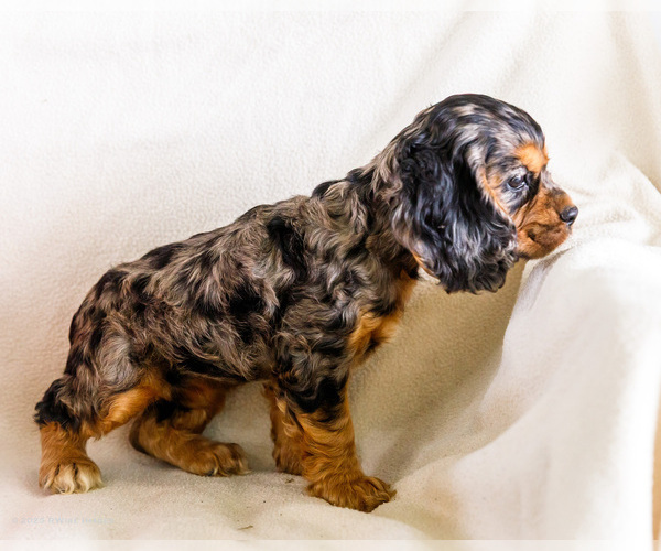 Medium Photo #7 Cocker Spaniel Puppy For Sale in WAKARUSA, IN, USA