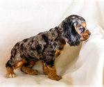 Small Photo #23 Cocker Spaniel Puppy For Sale in WAKARUSA, IN, USA