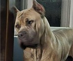 Small Photo #1 Cane Corso Puppy For Sale in CAMBY, IN, USA