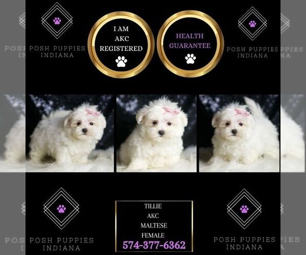 Medium Photo #2 Maltese Puppy For Sale in WARSAW, IN, USA