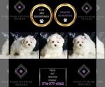 Small #1 Maltese