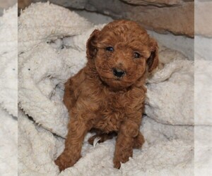 Poodle (Miniature) Puppy for sale in MILLERSTOWN, PA, USA