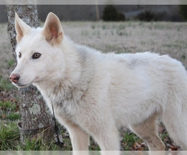Medium Photo #7 Wolf Hybrid Puppy For Sale in POWELL, TN, USA