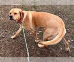 Small #14 Labrador Retriever Mix