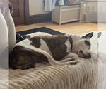 Small #6 American Pit Bull Terrier