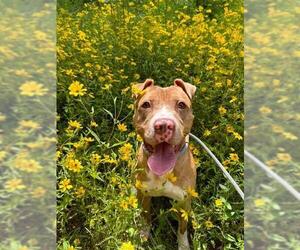 American Pit Bull Terrier Dogs for adoption in Charlotte, NC, USA