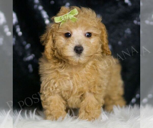 Medium Photo #5 Maltipoo Puppy For Sale in WARSAW, IN, USA