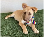 Small #1 Labrador Retriever Mix
