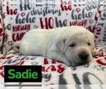 Image preview for Ad Listing. Nickname: Sadie