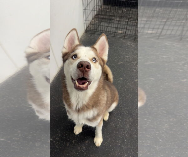 Medium Photo #2 Siberian Husky Puppy For Sale in Carrollton, TX, USA