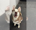 Small #1 Siberian Husky