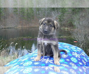 German Shepherd Dog Puppy for Sale in PIEDMONT, Missouri USA