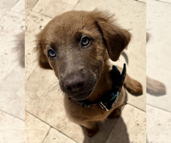 Medium Photo #2 Golden Labrador Puppy For Sale in Royal Palm Beach, FL, USA