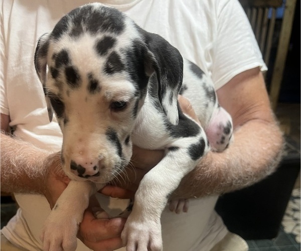 Medium Photo #5 Great Dane Puppy For Sale in SPRAGGS, PA, USA