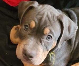 American Bully Puppy for sale in HINESVILLE, GA, USA