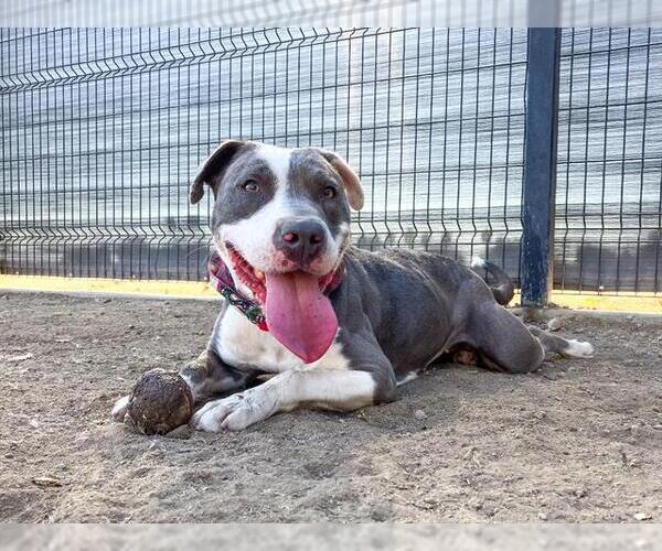 Medium Photo #1 American Pit Bull Terrier-Unknown Mix Puppy For Sale in Orange, CA, USA