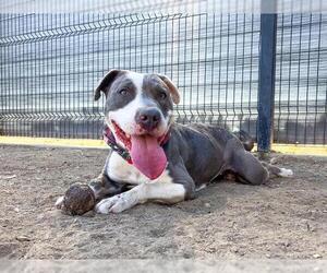 American Pit Bull Terrier-Unknown Mix Dogs for adoption in Orange, CA, USA