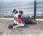 Small American Pit Bull Terrier Mix
