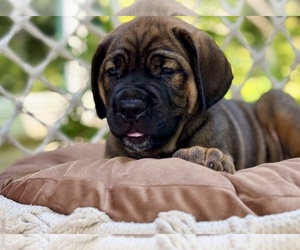 Cane Corso Puppy for sale in NEWTON, NJ, USA