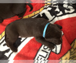 Small Photo #20 Labrador Retriever Puppy For Sale in CLEARWATER, FL, USA