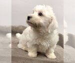 Small #3 Bichon Frise