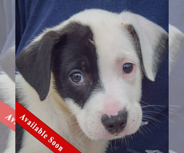 Medium Photo #1 American Staffordshire Terrier-Border Collie Mix Puppy For Sale in Huntley, IL, USA