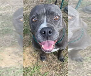 Watson - Male Mutt Dog for Adoption - Photo #6