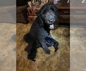 Mother of the Labradoodle puppies born on 01/19/2023