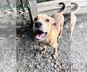 Mutt Dogs for adoption in Elmsford, NY, USA