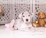 Small Photo #2 Great Dane Puppy For Sale in MOUNT VERNON, OH, USA