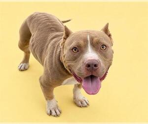 Mutt Dogs for adoption in HESPERIA, CA, USA